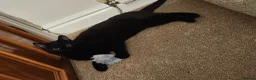 Domestic Shorthair cats for sale: Female Cat- Maeve - Advert 8