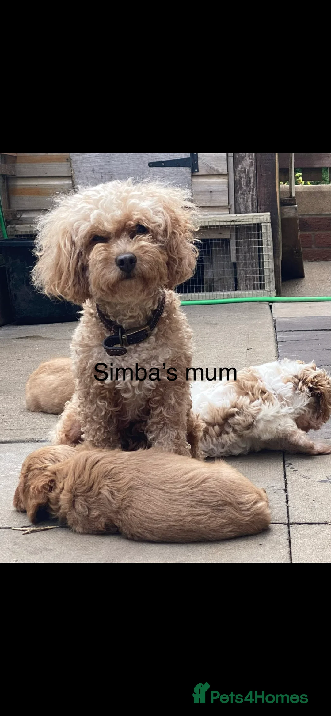 Cavapoo dogs for stud: Cavapoo available for stud  - Advert 12