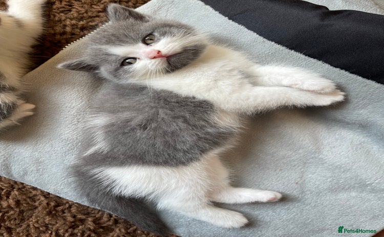 British Shorthair cats - Advert 4