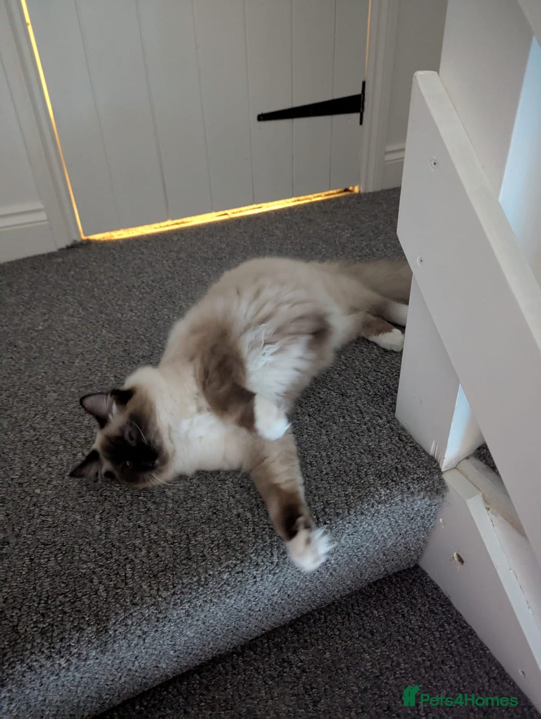 Ragdoll cats for sale: Beautiful ragdoll girl for re-home  - Advert 3