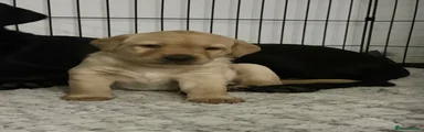 Labrador Retriever 1