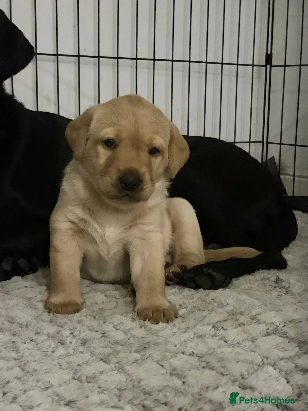 Labrador Retriever dogs for sale: Health tested yellow labrador bitch puppy - Advert 2
