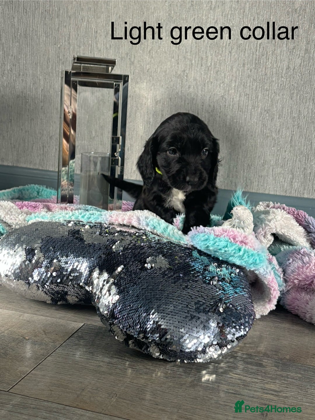 Mixed Breed dogs for sale: Springer spaniel X F1 Cockapoo  - Image 2