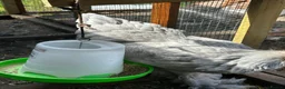Chickens poultry for sale: Rare Isabella Brahma for sale  - Advert 6