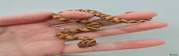 Snake reptiles for sale: Baby Western hognoses CB 26 mixed Morphs & Sex  - Advert 13