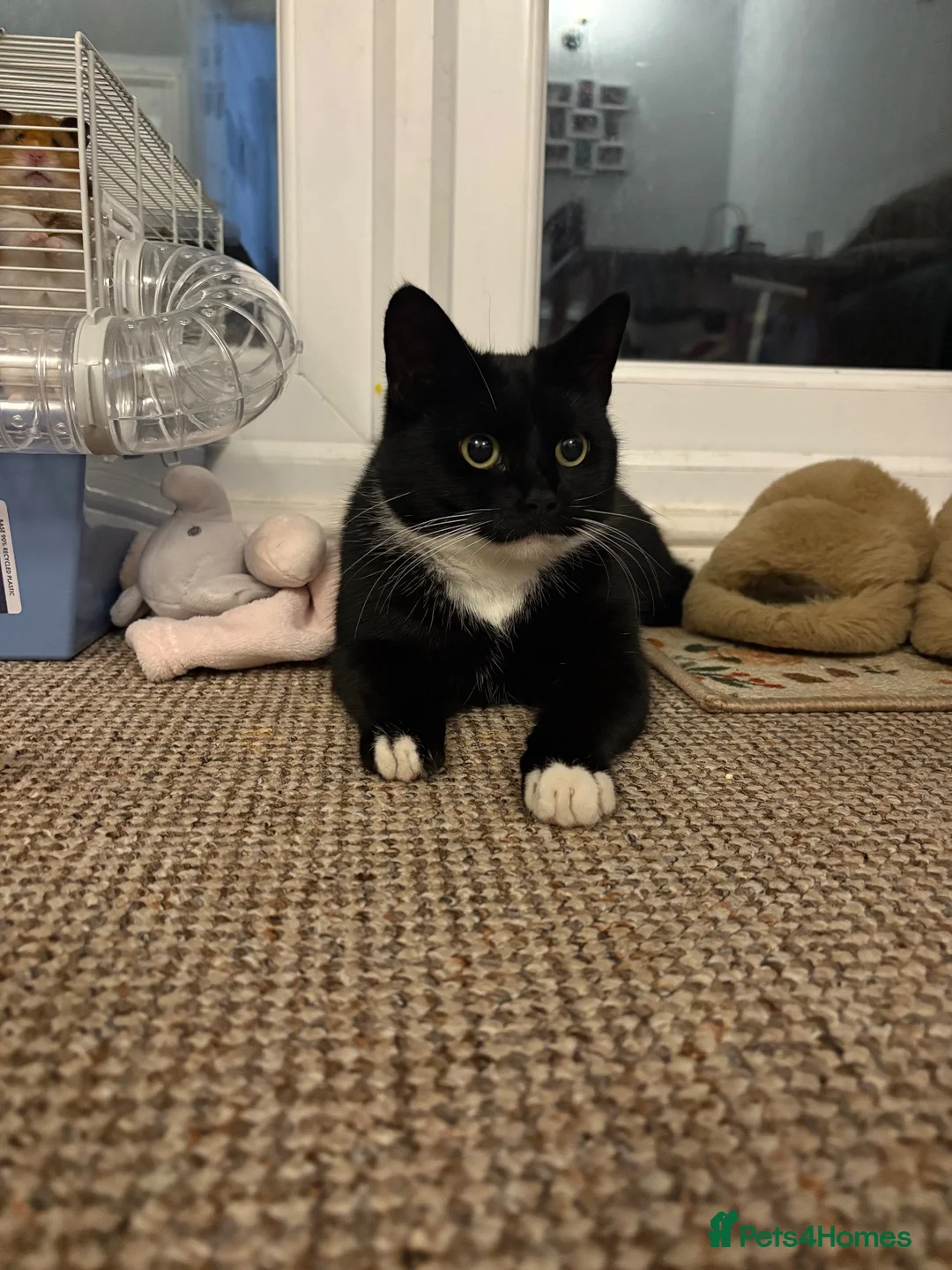 British Shorthair cats for sale: 2 kittens left for sale  - Advert 2