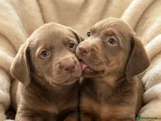 Mixed Breed dogs Beautiful lab Puppys kc registered - Advert 1