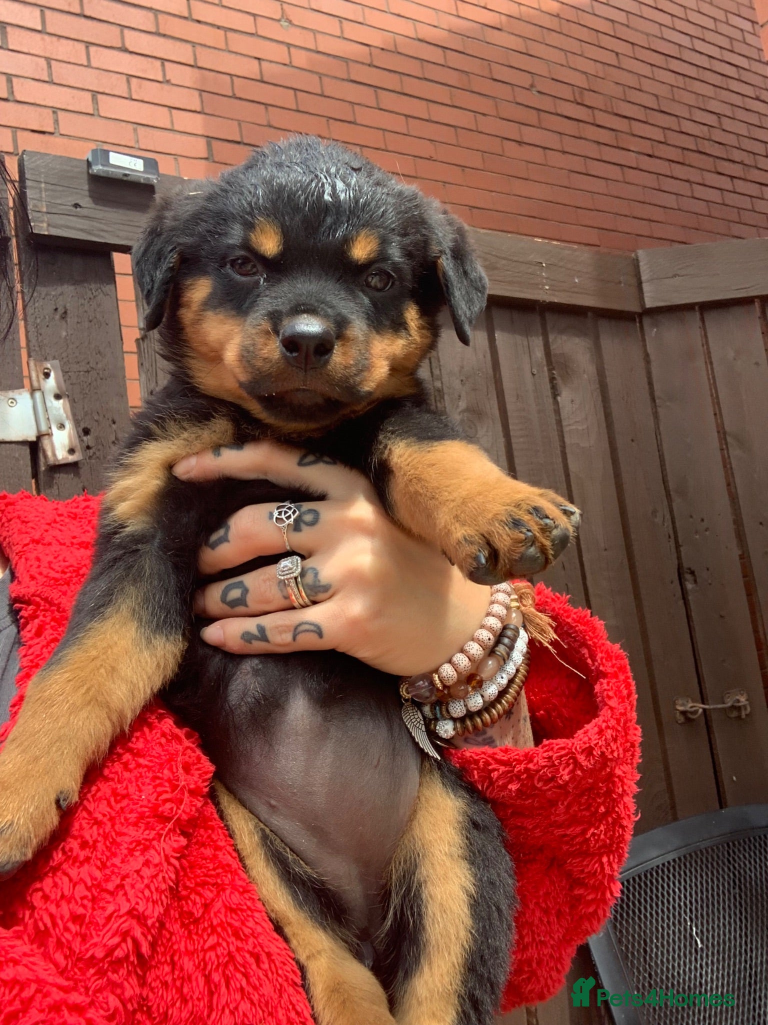 Rottweiler dogs AMAZING PEDIGREE REGISTERED ROTTWEILER PUPPIES - Advert 13