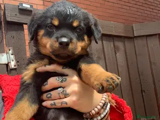 Rottweiler dogs AMAZING PEDIGREE REGISTERED ROTTWEILER PUPPIES - Advert 13