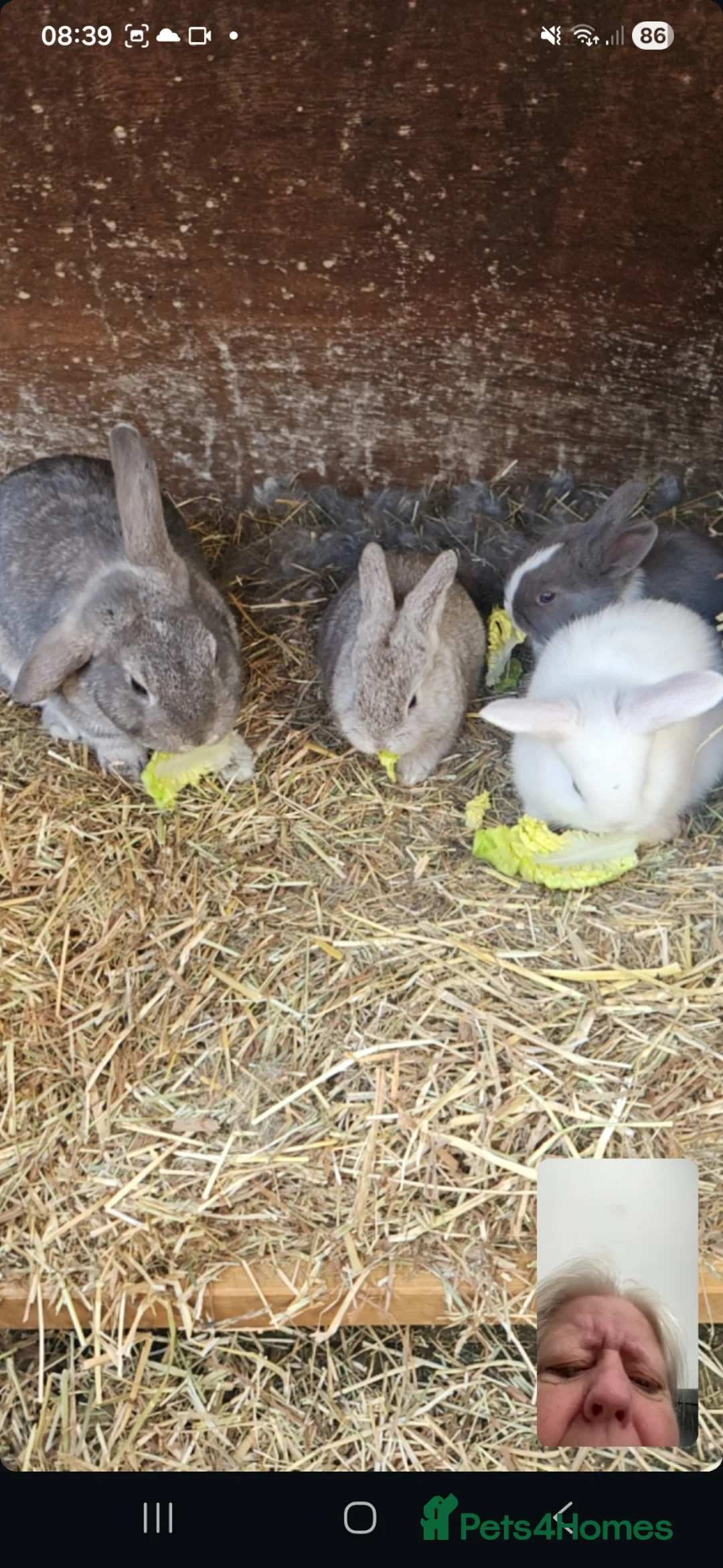 Mixed Breed rabbits for sale: 3 rabbits for sale 2 boys 1 girl in Chichester - Advert 1