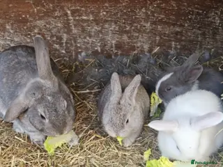 Mixed Breed rabbits 3 rabbits for sale 2 boys 1 girl - Advert 8