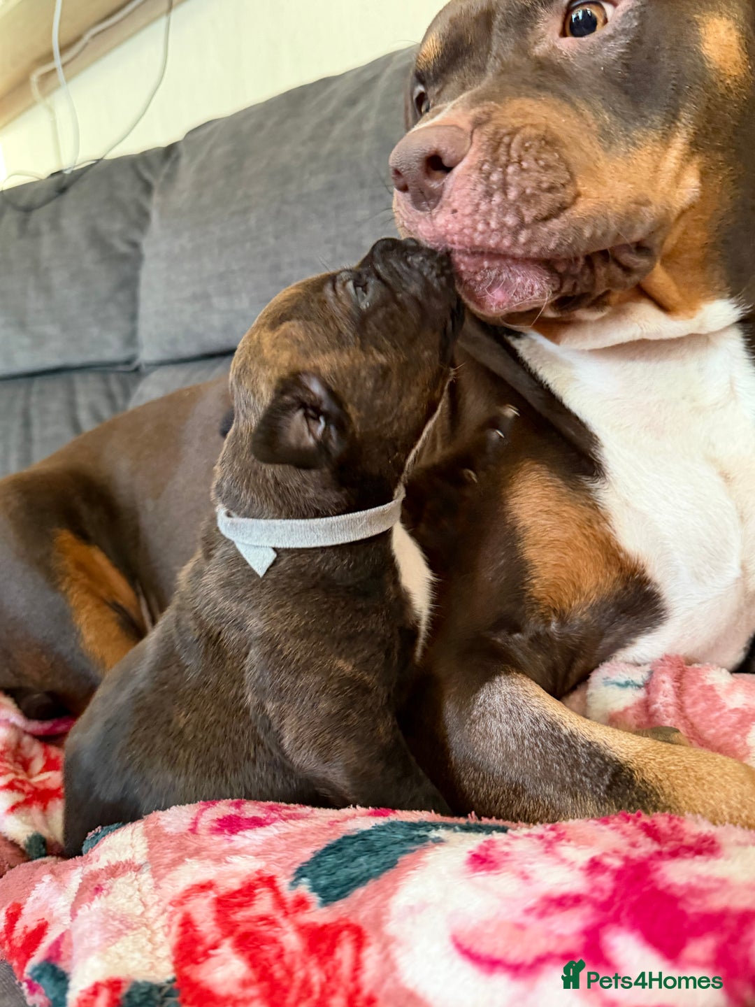 Mixed Breed dogs for sale: Beautiful Home- Reared Puppies!  - Advert 21