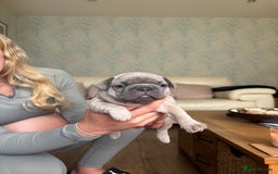 French Bulldog dogs for sale: Beautiful Frenchbulldog puppies 🇫🇷  - Image 5