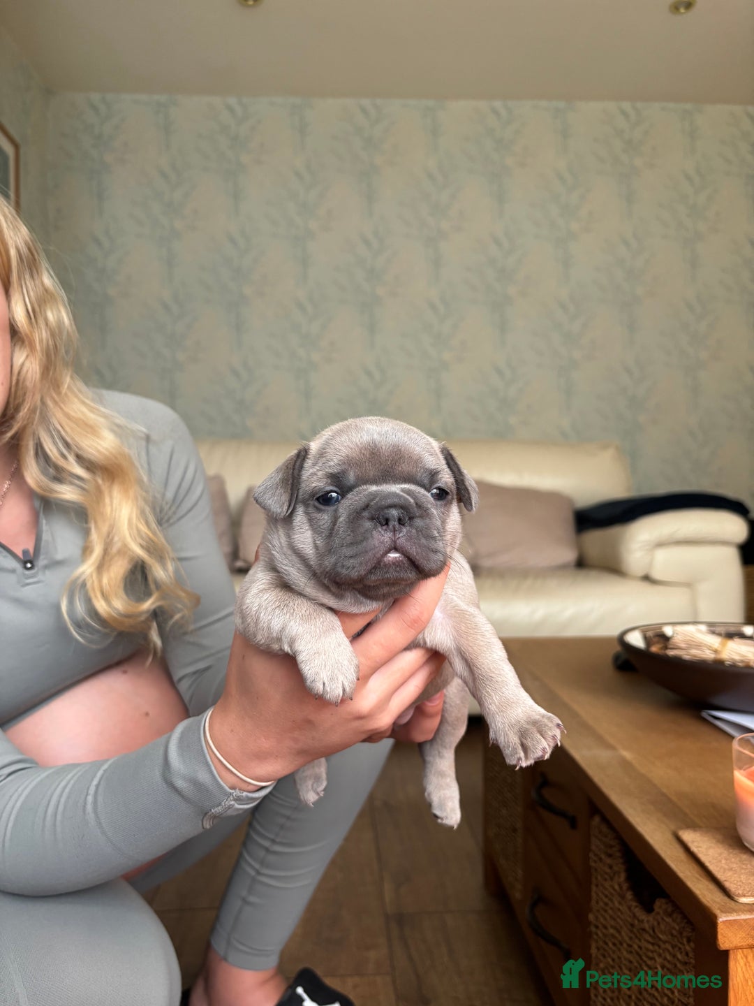 French Bulldog dogs for sale: Beautiful Frenchbulldog puppies 🇫🇷  - Image 5