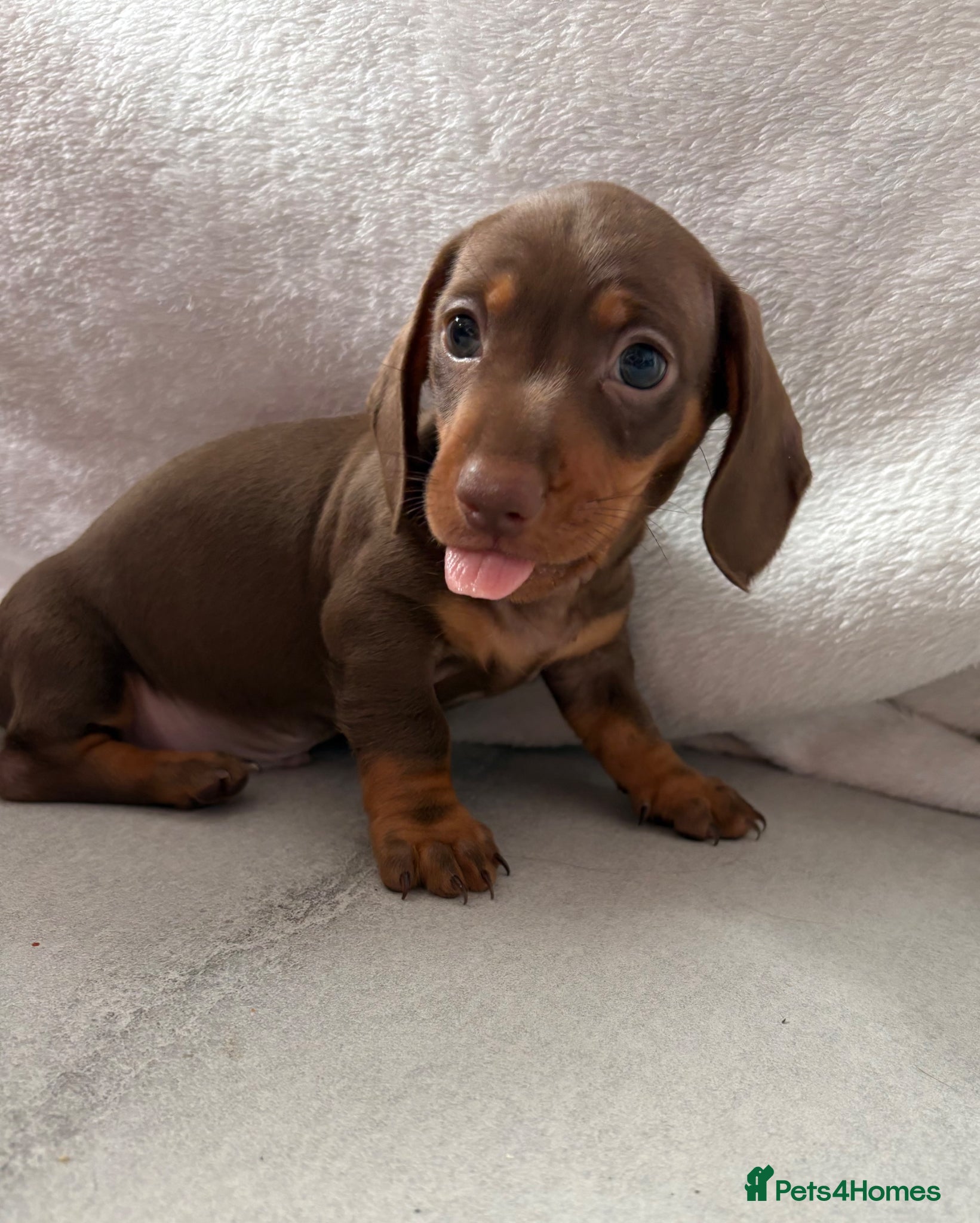 Miniature Dachshund dogs 1 Miniature Dachshund Puppy Left *Ready Now!* - Advert 1