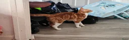 Mixed Breed cats for sale: Tabby kitten with everything you need  in Sheffield - Advert 9