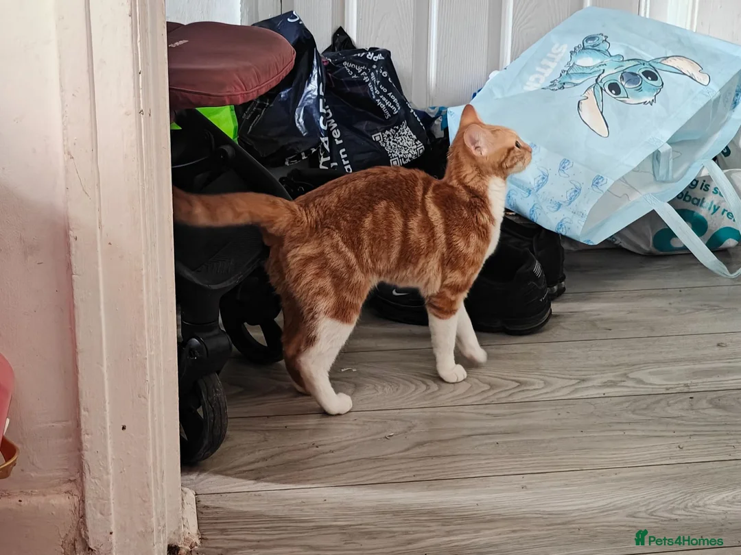 Mixed Breed cats for sale: Tabby kitten with everything you need  in Sheffield - Advert 9