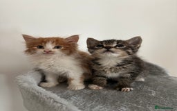 Mixed Breed cats for sale: Adorable Fluffy Kittens Ready Now - Image 3