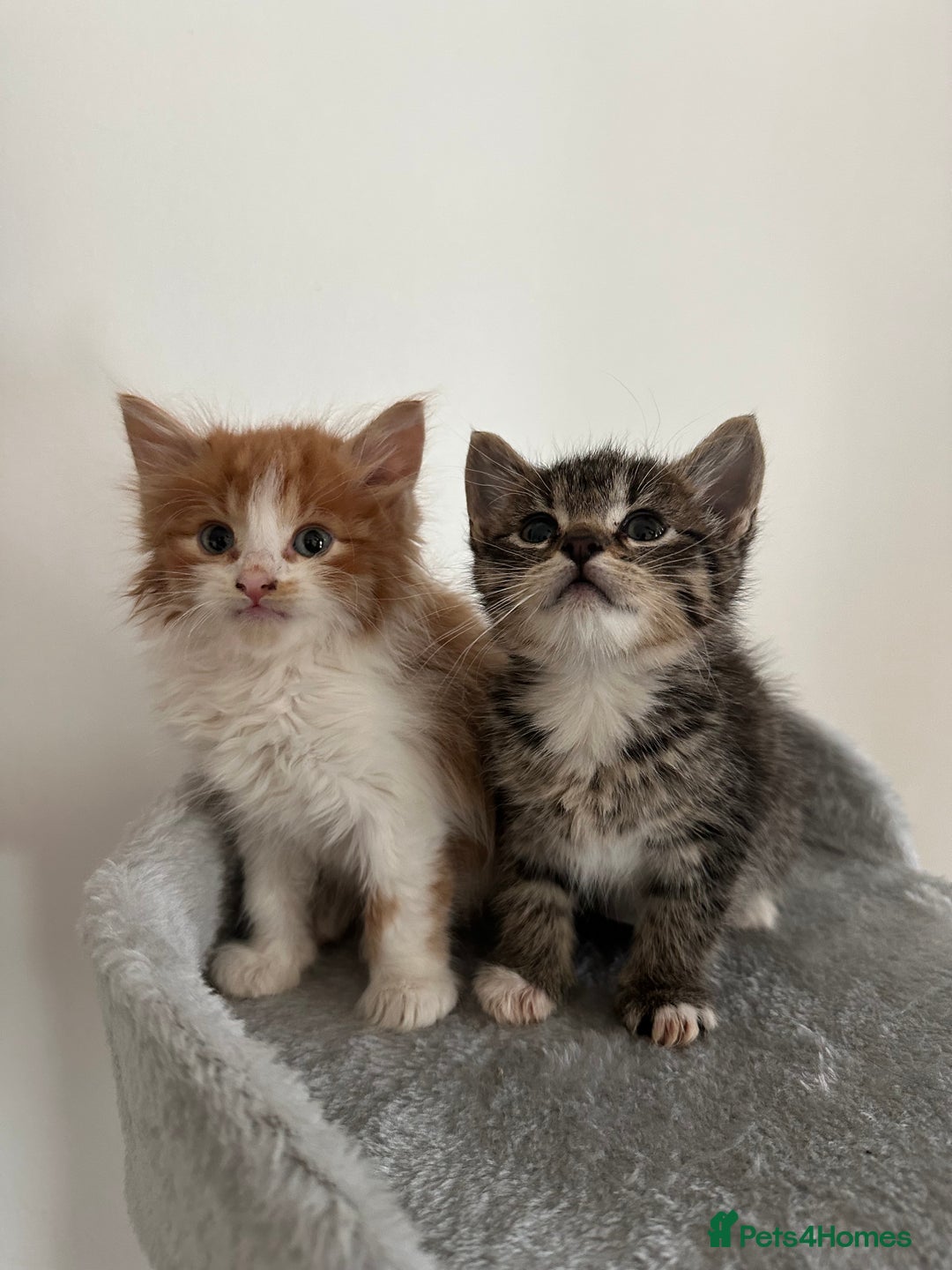 Mixed Breed cats for sale: Adorable Fluffy Kittens Ready Now - Image 3
