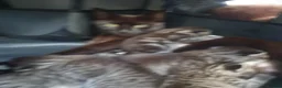 Mixed Breed cats for sale: Beautiful bengal mixed kittens - Advert 12