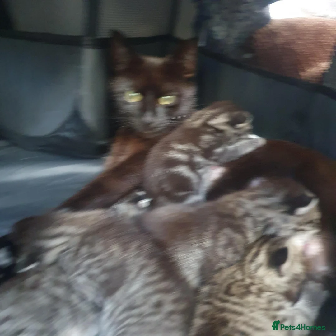 Mixed Breed cats for sale: Beautiful bengal mixed kittens - Advert 12