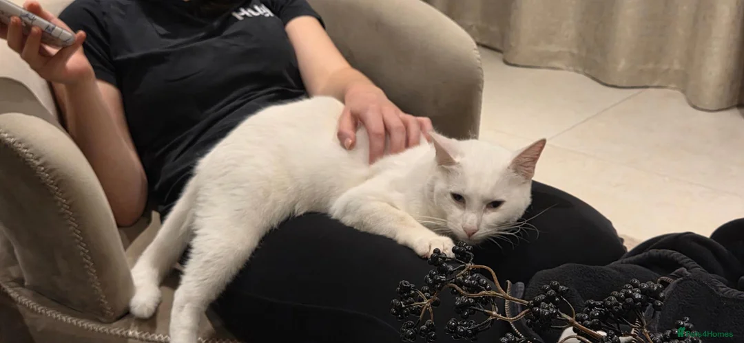 Mixed Breed cats for sale: Friendly Ragdoll × Turkish Angora male  in Witham - Advert 2