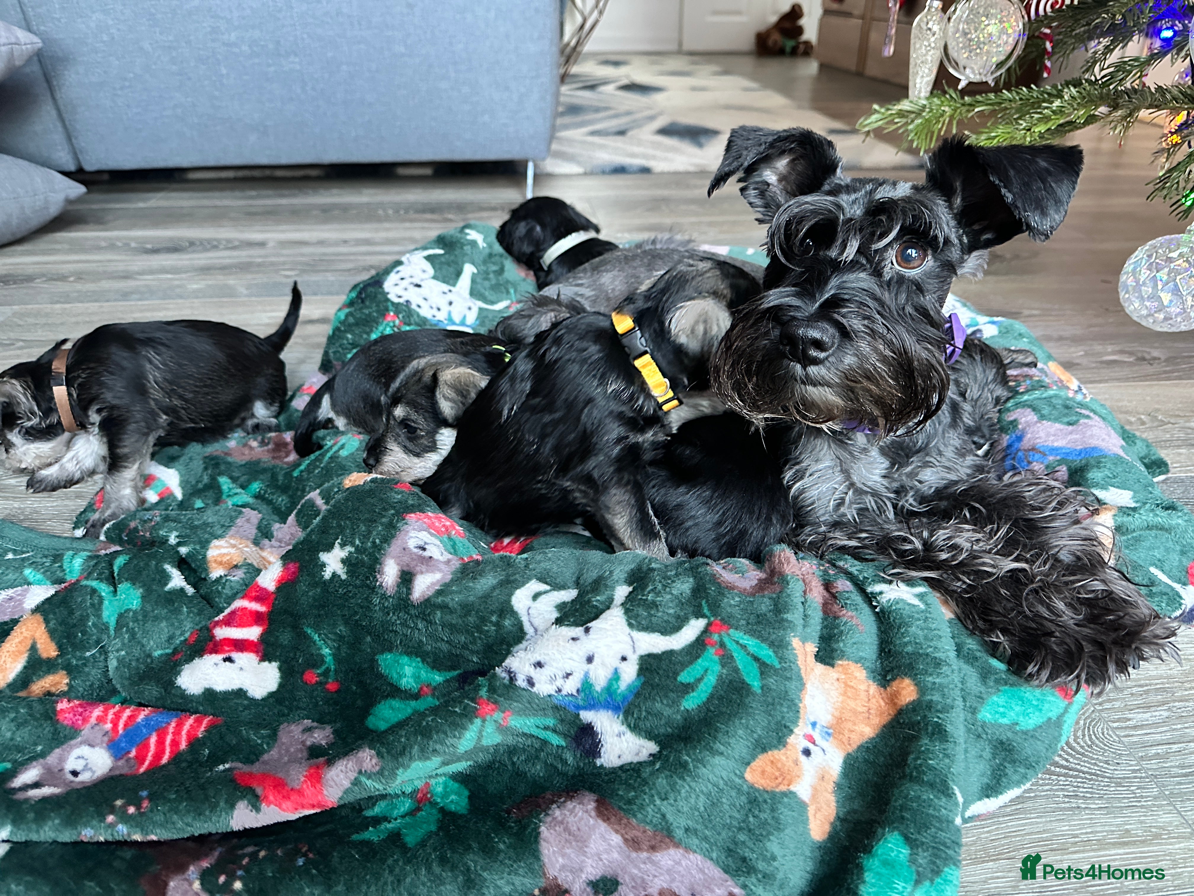 Miniature Schnauzer dogs Miniature Schnauzer puppies  - Advert 5