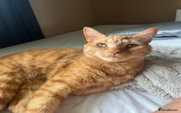 Mixed Breed cats for sale: 🐈ODIE🐈 - Image 1