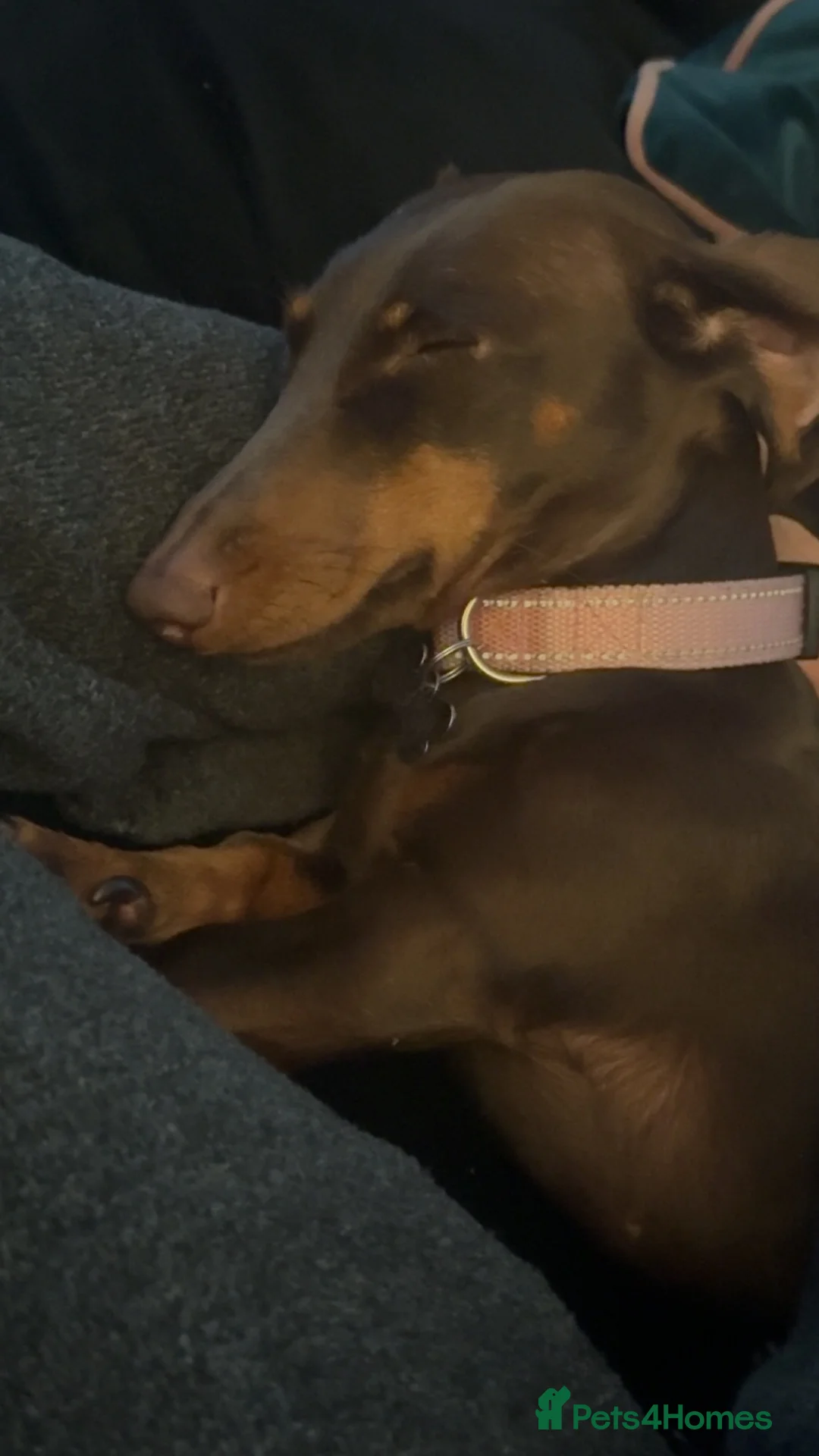 Miniature Dachshund dogs for sale: Miniature adult sausage dog in Birmingham - Advert 2