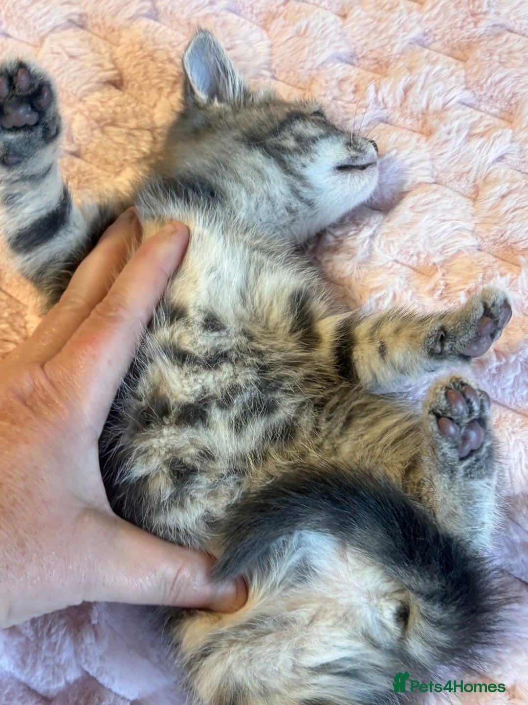 Ragdoll cats for sale: Ragdoll Cross Maine Coon Kitten - Image 13
