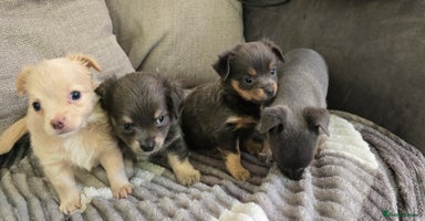 Chihuahua dogs - Advert 4