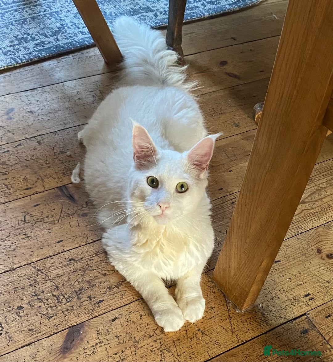 Maine Coon cats for sale: White Maine Coon boy  - Image 7