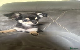 Chihuahua dogs for sale: Beautiful longhaired chihuahua boys ready now  - Image 5
