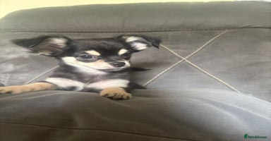 Chihuahua dogs - Advert 1