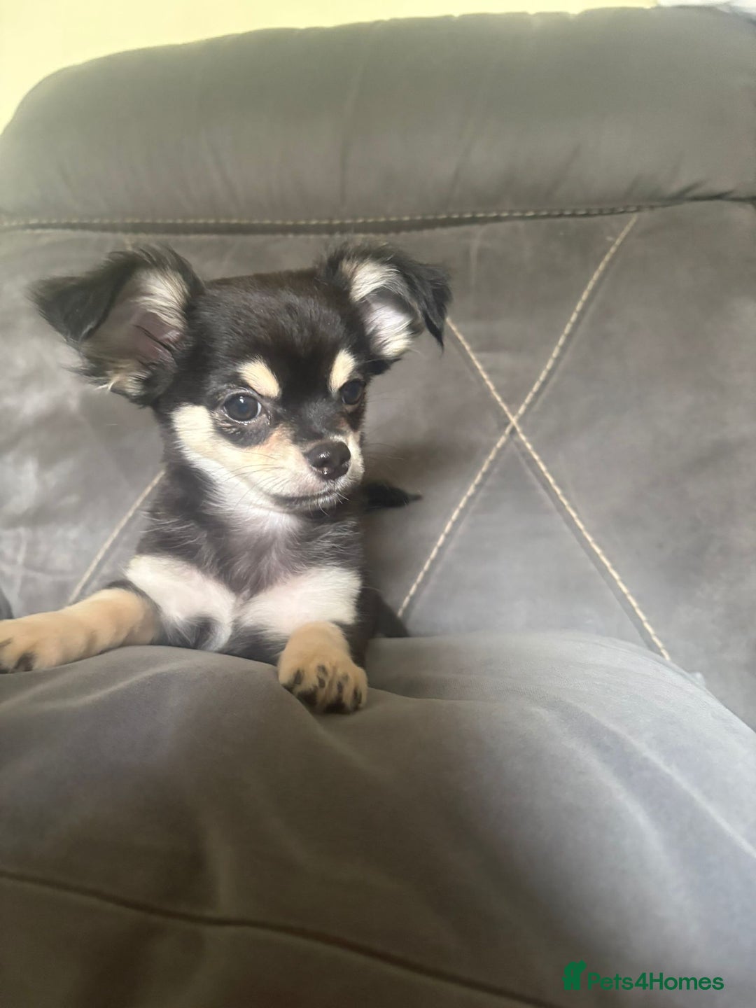 Chihuahua dogs for sale: Beautiful longhaired chihuahua boys ready now  - Image 5