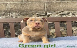 English Bulldog dogs for sale: Our last girl reduced KC reg English bulldog puppy - Image 2