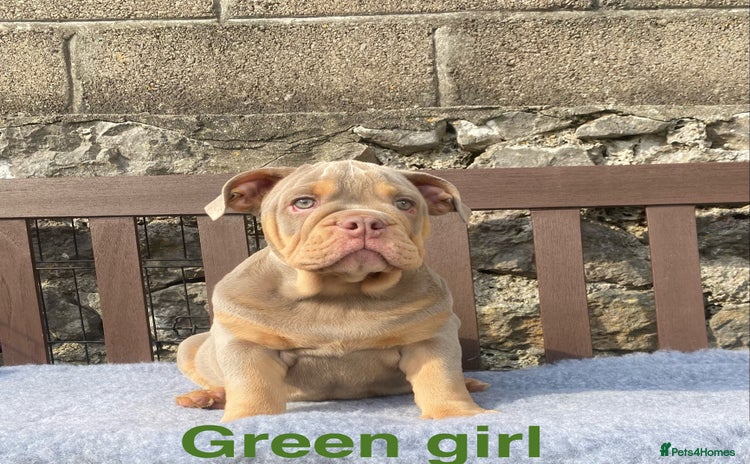 English Bulldog dogs - Advert 1