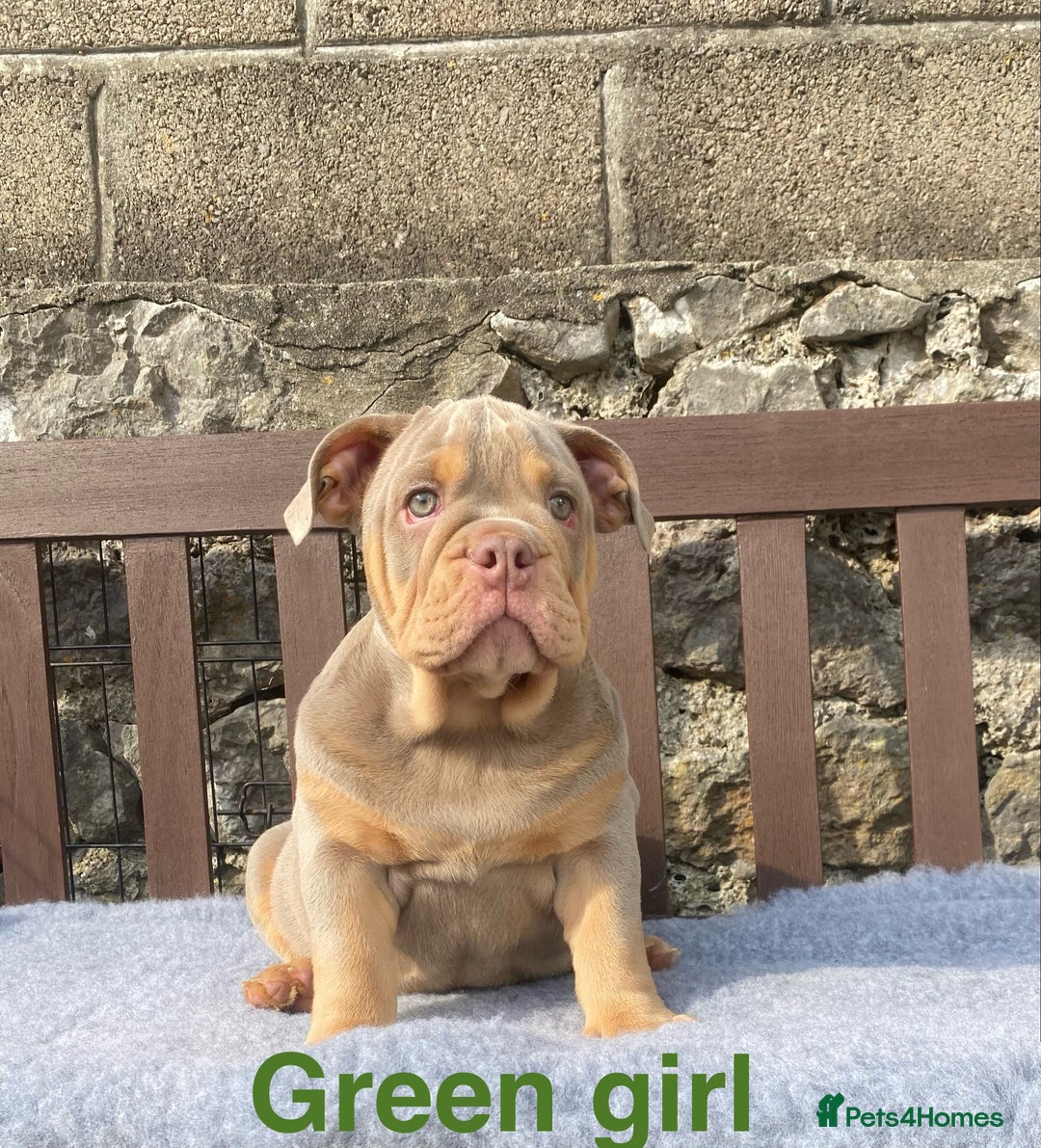 English Bulldog dogs for sale: Our last girl reduced KC reg English bulldog puppy - Image 2
