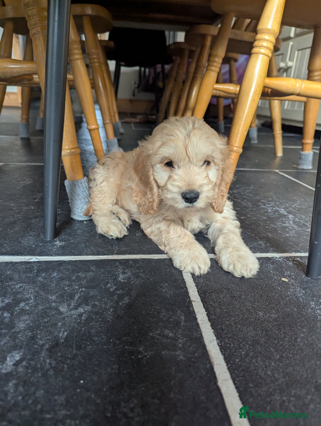 Cockapoo dogs for sale: Cockapoo Girl - Image 5