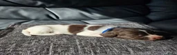 English Springer Spaniel dogs for sale: ⭐️Ready to collect today ⭐️ - Advert 5