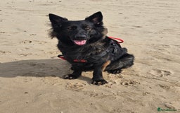 German Shepherd dogs for sale: KC Czech GSD  - Image 1