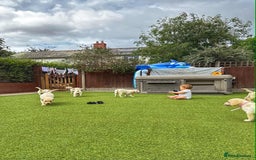 Goldador dogs for sale: Stunning litter of Goldador Puppies  - Image 8
