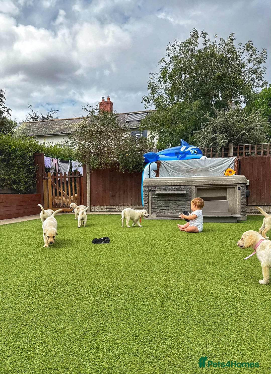 Goldador dogs for sale: Stunning litter of Goldador Puppies  - Image 8
