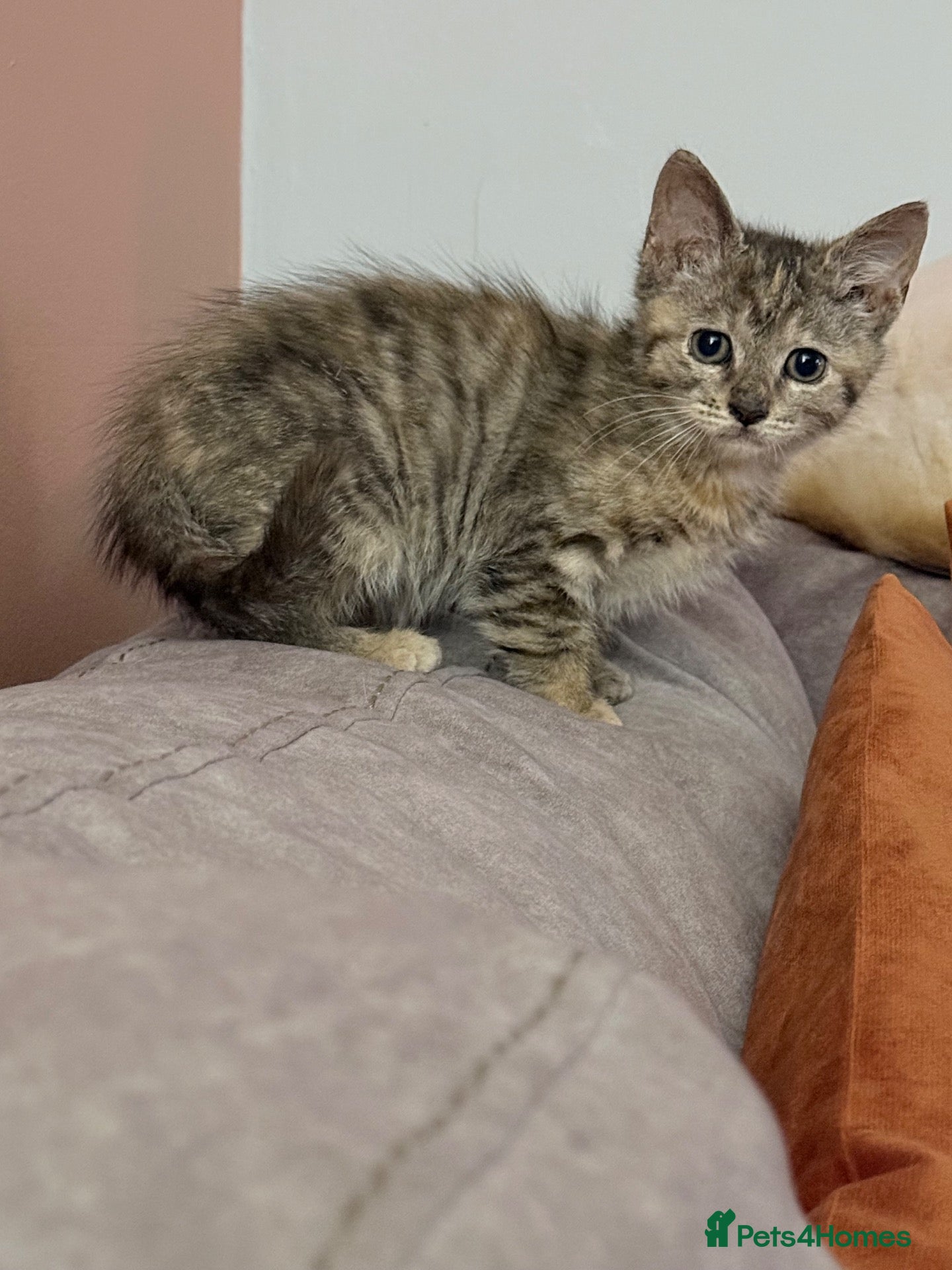 Mixed Breed cats Ready now Maine coon cross kittens  - Advert 13