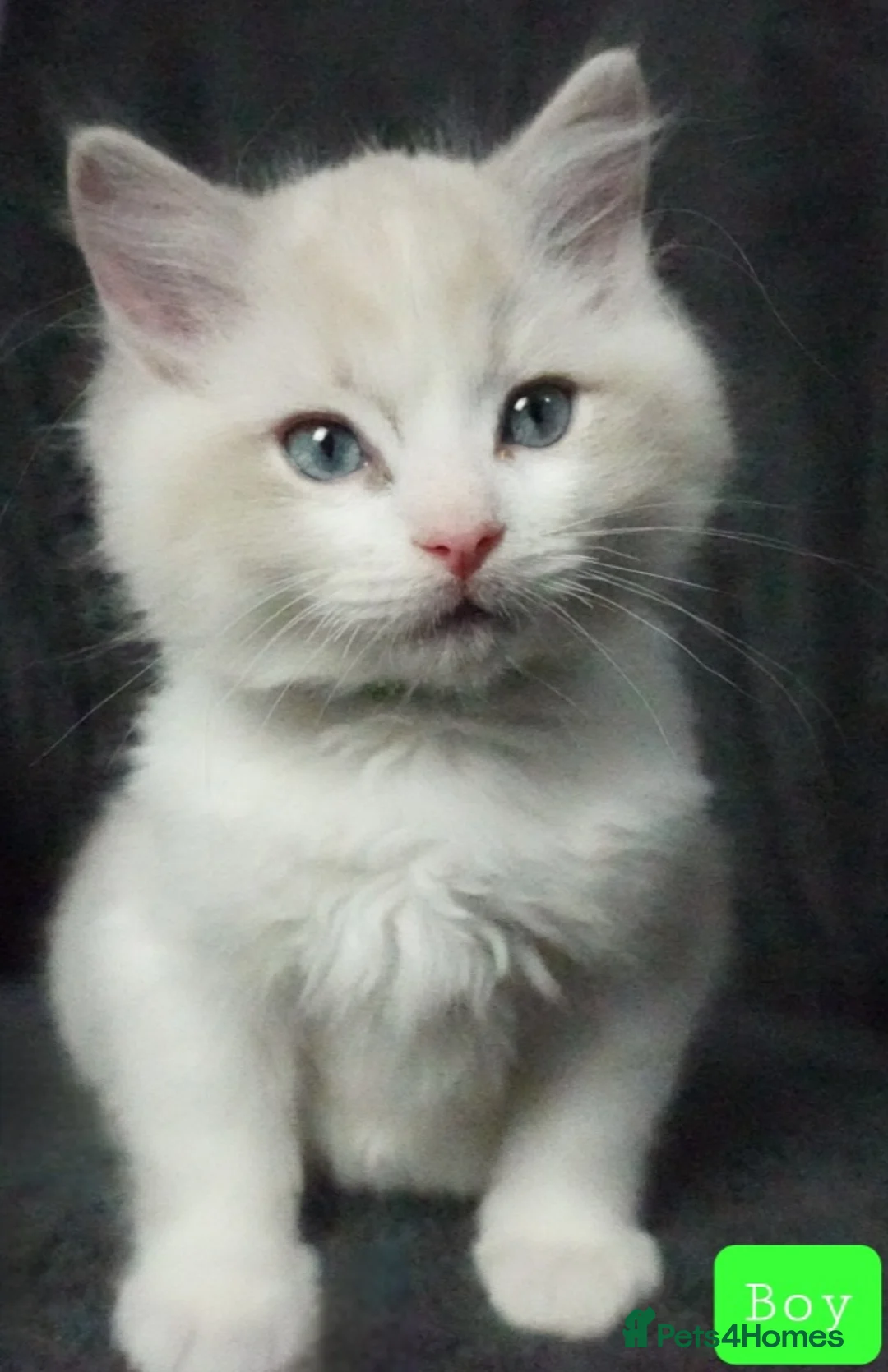 Ragdoll cats for sale: Six Ragdoll Kittens - Advert 25