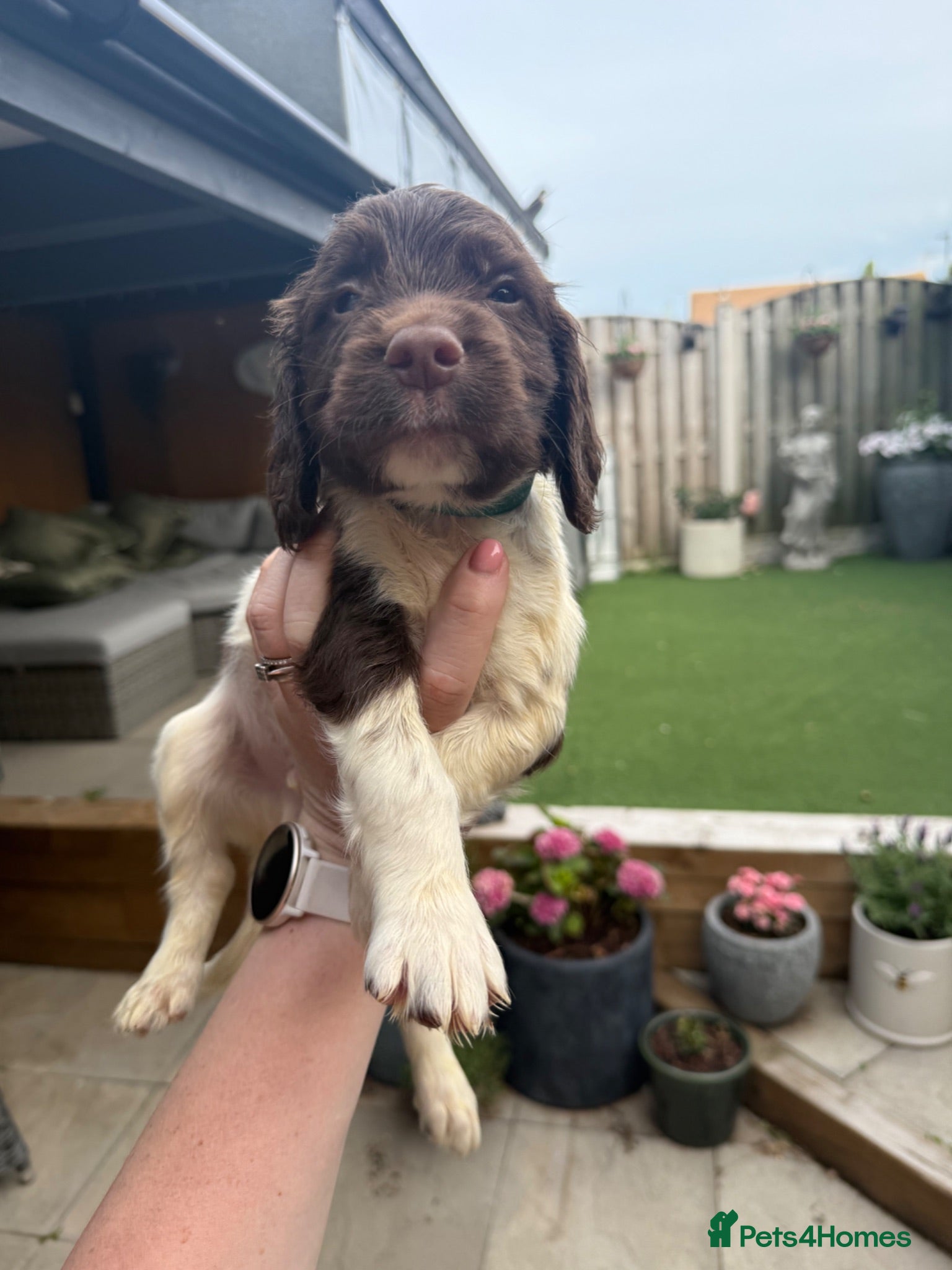 English Springer Spaniel dogs 🐶 KC REG BOY, READY NOW 🐶  - Advert 1