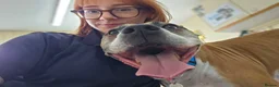 Boxer dogs for adoption: Bentley - Advert 3