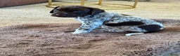 German Shorthaired Pointer dogs for sale: ***STUNNING KC GERMAN SHORTHAIRED POINTERS PUPS*** - Advert 3
