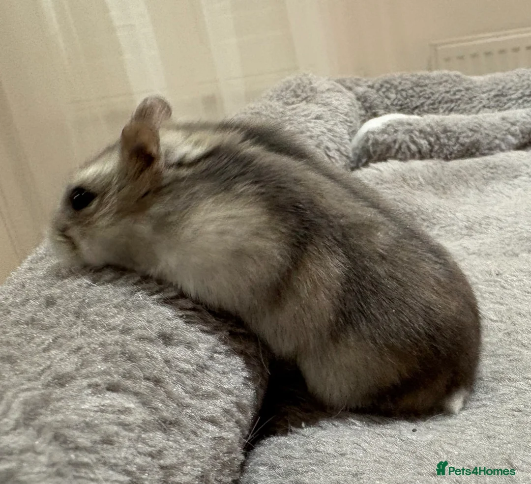 Hamster rodents for sale: Male Hamster with full set up  - Advert 2