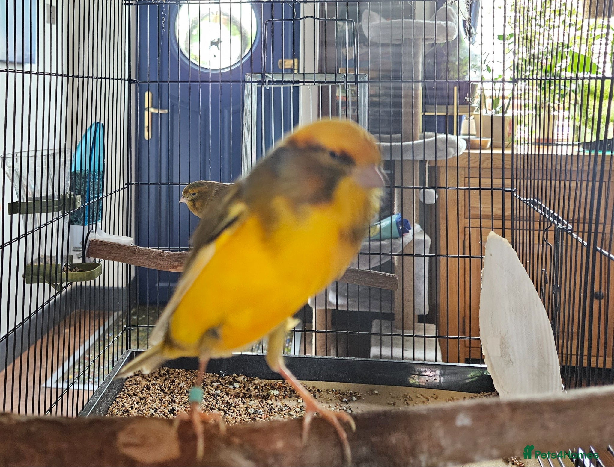 Canaries birds for sale: Yorkshire Canaries - Advert 4